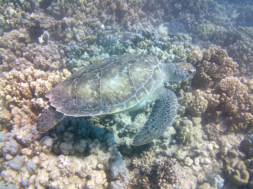 Blue Aqua - German Diving Center, Ägypten, Safaga