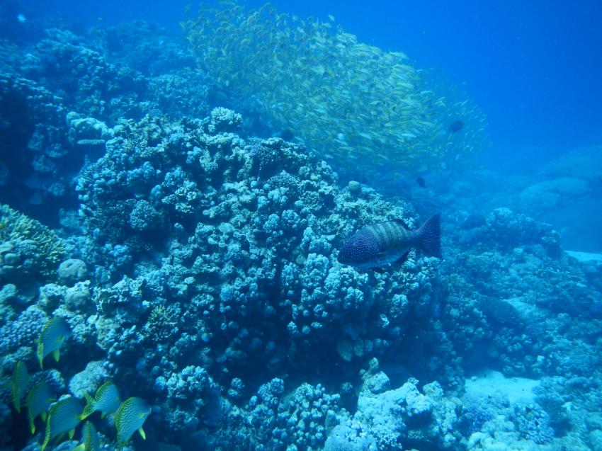 Schnupper tauchen in Hurghada, Pro Scuba Diving (ex Cupidon DC),Dana Beach Resort,Hurghada,Ägypten