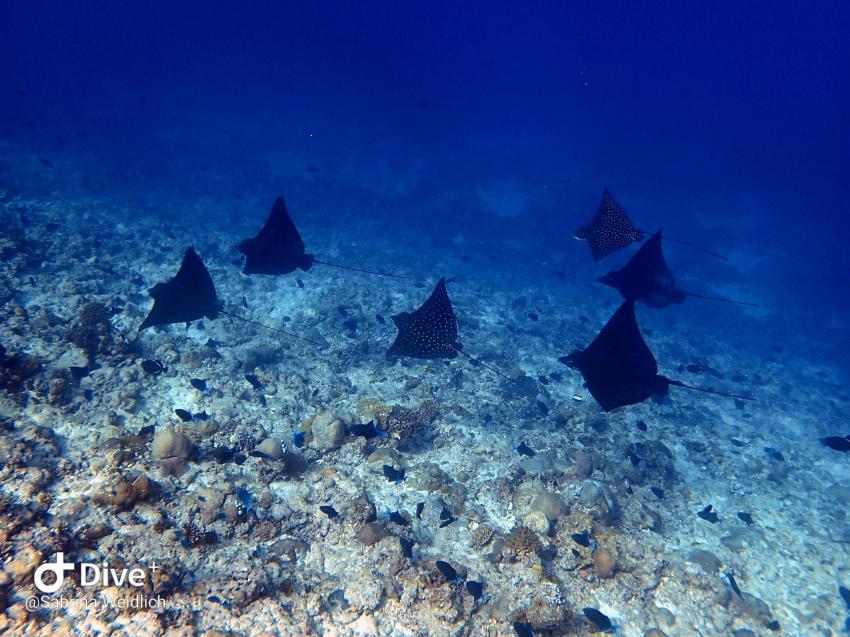 Shamar Divers Maamigili, Malediven