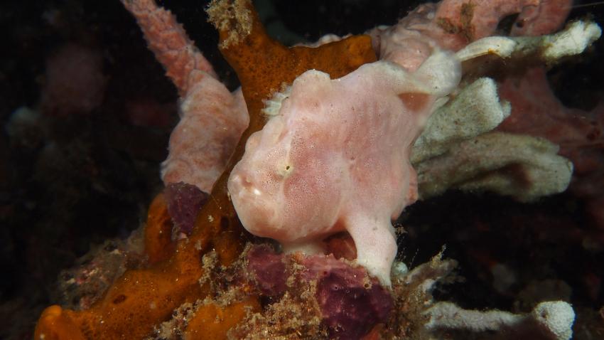 Frogfishmania Part 3, Lembeh Strait,Nord Sulawesi,Indonesien,Anglerfisch,Frogfisch