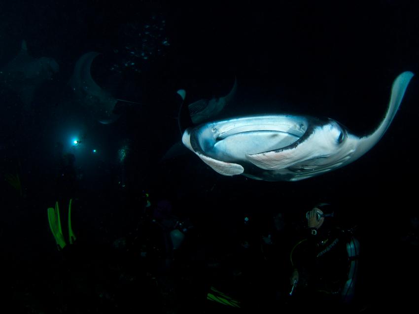 Manta Ray Night Dive, Kona,Big Island,Hawaii,USA