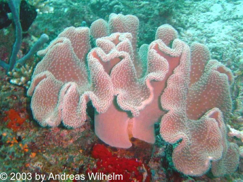 Potatoe Reef (Nord Male Atoll), Potato Reef,Nord Male Atoll,Malediven