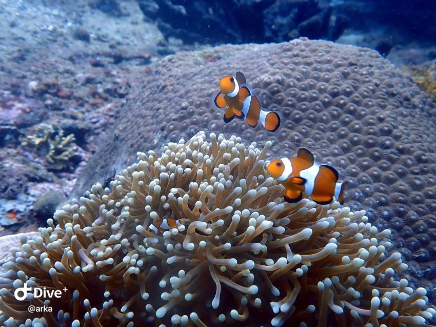 Hello Nemo, Lumbalumba Diving Resort, Manado, Sulawesi, Indonesien, Sulawesi