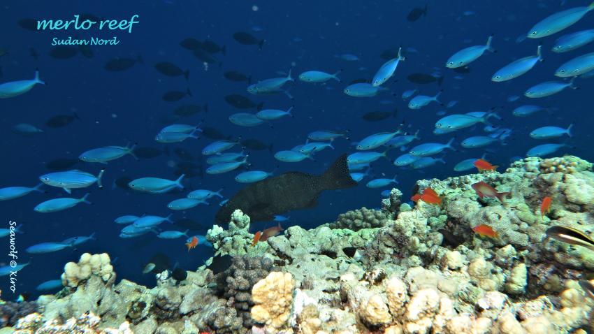 Merlo Reef, Sudan; Seawolf; Diving Safari; Tauchen; Riffkarte; Safariboot, Dominator, M/Y Seawolf Dominator, Sudan