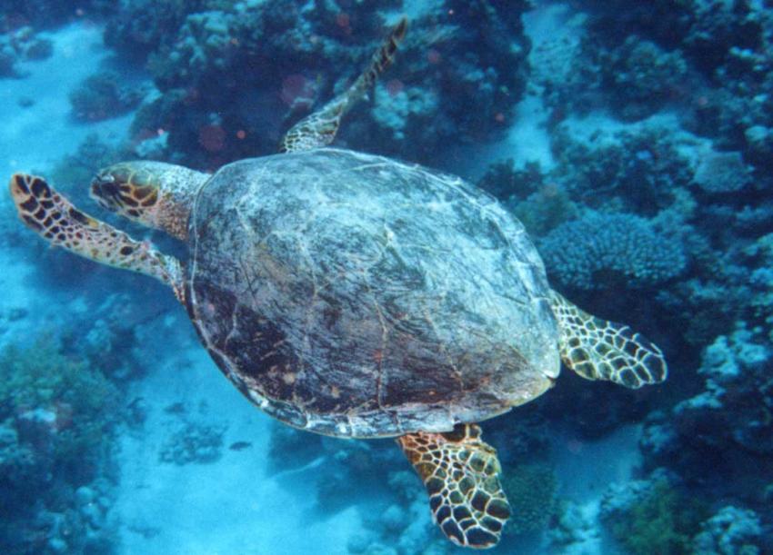 Rotes Meer allgemein