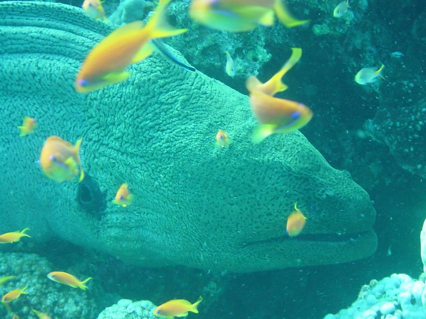 Safaga, Safaga - allgemein,Ägypten