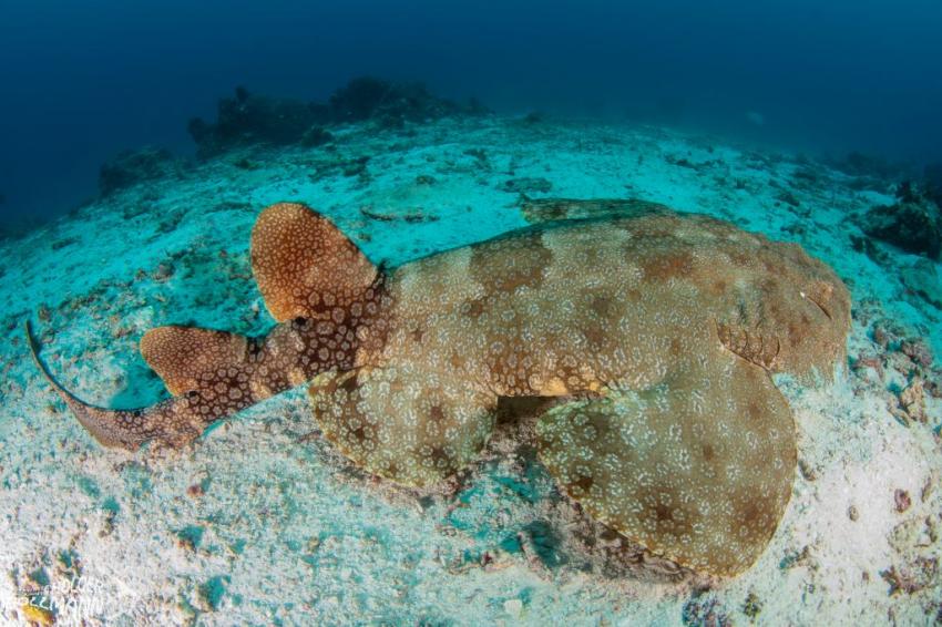 hp-underwaterphoto-Quasten-Teppichhai, Tasselled Wobbegong, Eucrossorhinus dasypogon, Raja Ampat, Indonesia, Papua Explorers Dive Resort, Raja Ampat, Indonesien, Allgemein