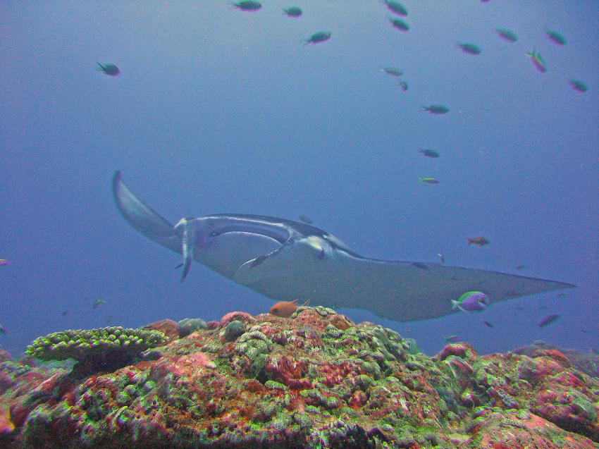 Paradise Island / Manta Point (Nord Male Atoll), Paradise Island,Malediven