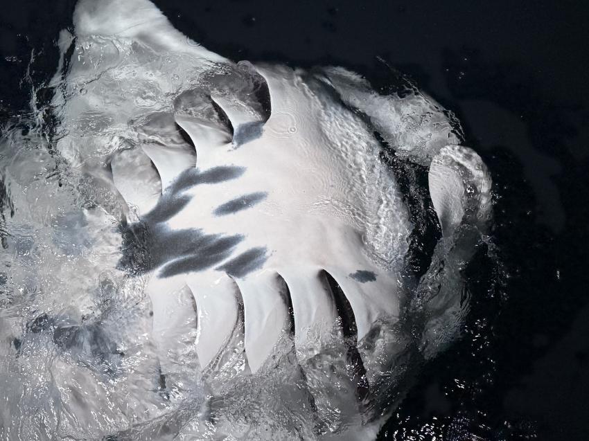 Manta bei dauernden Purzelbäumen , Hammerhead 2, Malediven