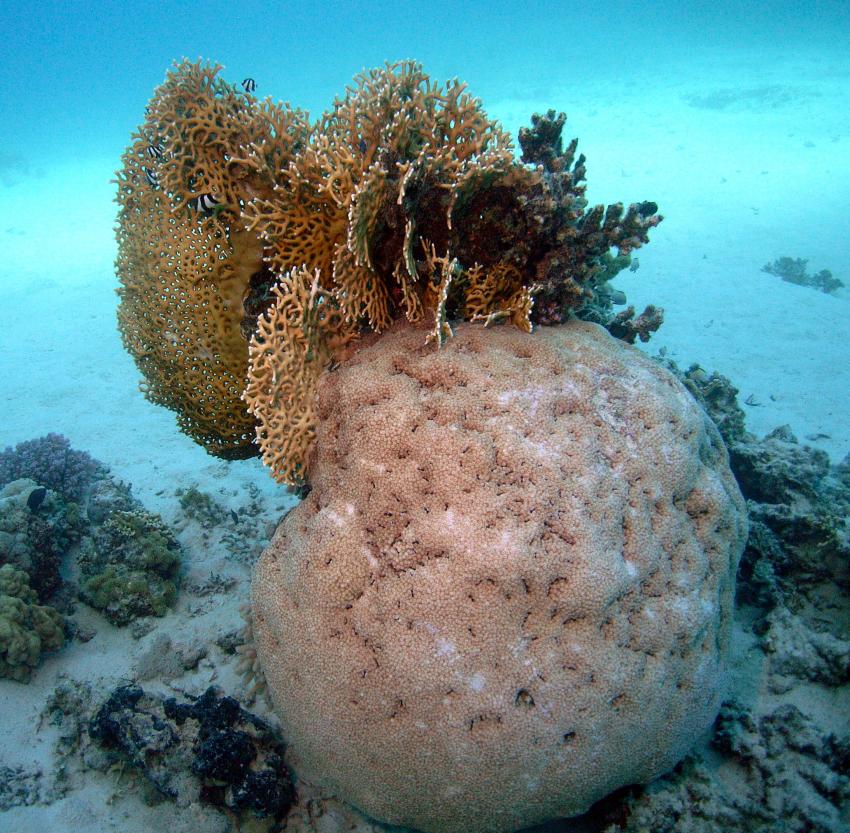 Safaga 01/2011 Teil 4, Safaga - allgemein,Ägypten