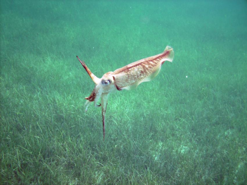 Halkidiki - Athos, Halkidiki - Athos,Griechenland
