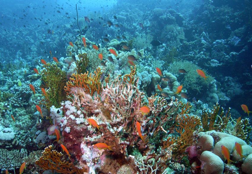 Safaga 01/2011 Teil 3, Safaga - allgemein,Ägypten