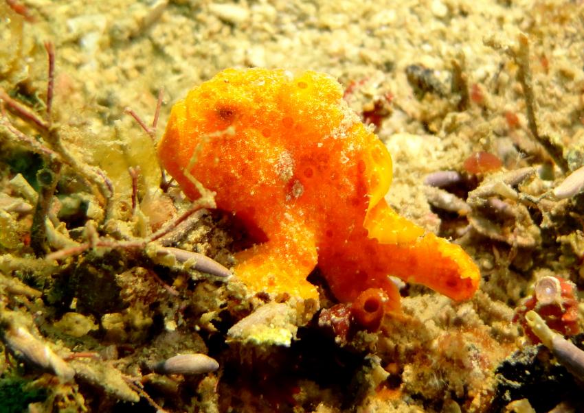 Bei den Cocktail Divers im Garden of Eden, Mindoro,Philippinen