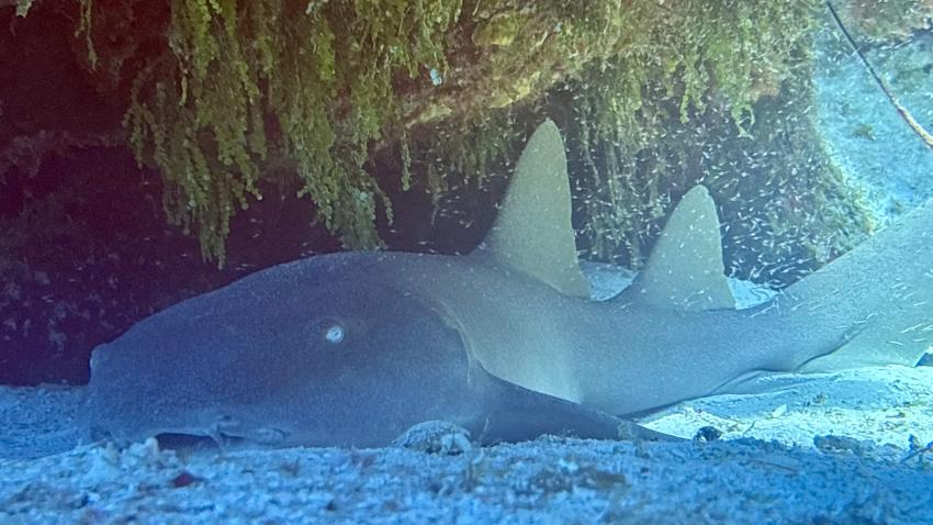Nurse Shark, Cozumel, Mayan RIviera, Diving Reality, Mexiko