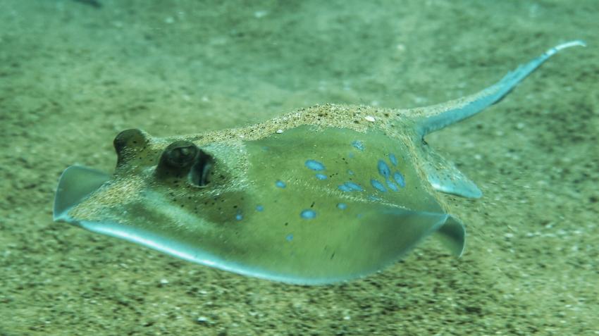 Wetzonedivers, Khao Lak, Thailand, Andamanensee