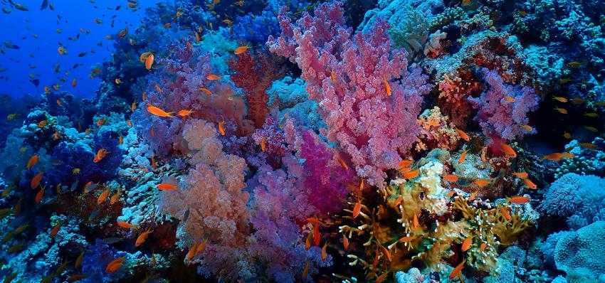 Korallengarten, Tauchen Sharm el Sheikh, Story Divers, Sharm el Sheikh, Ägypten, Sinai-Süd bis Nabq