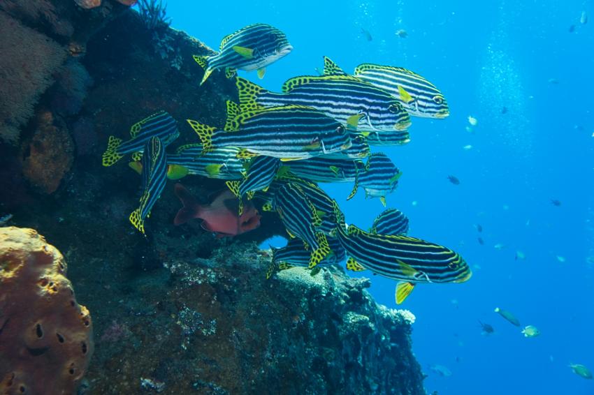 Nico Dives Cool, Indonesien, Bali