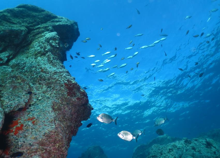 Canyon Reef, Canyon Reef, Atalaia, Atalaia Diving Center, Madeira, tauchen, Portugal
