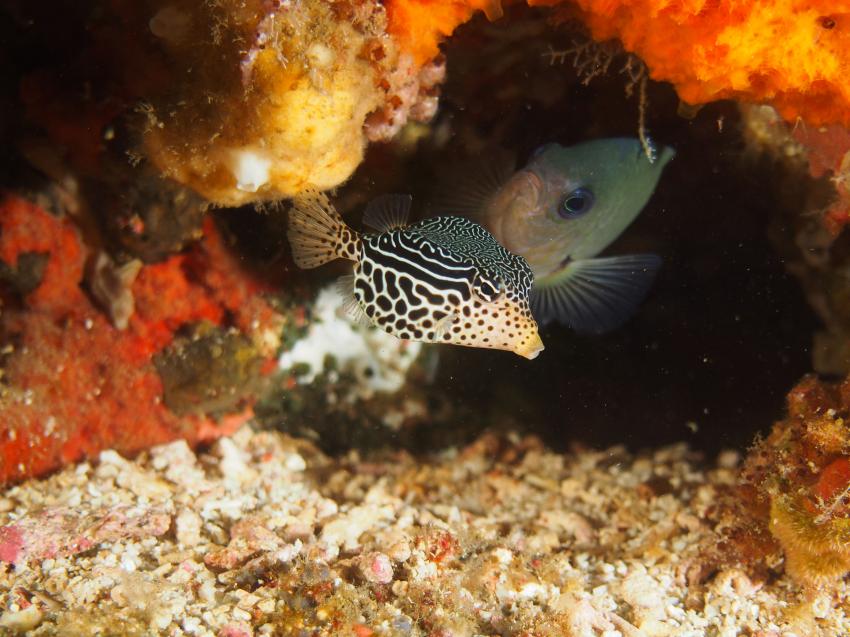 Extra Divers Spice Island , Indonesien