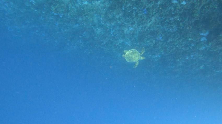 Extra Divers - Sentido Akassia Beach Resort & Calimera Akassia Swiss Resort, Ägypten, El Quseir bis Port Ghalib