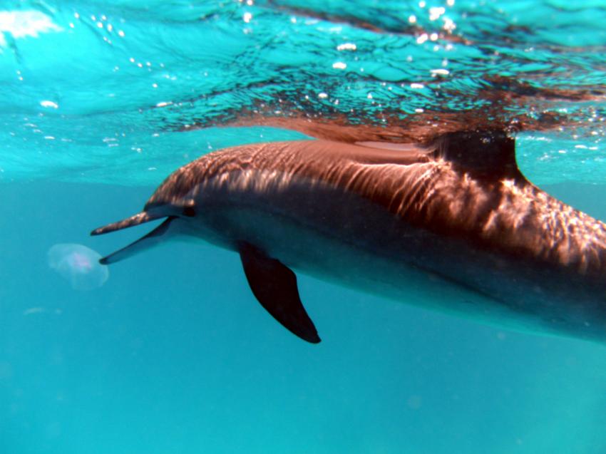 Delfin spielt mit Qualle