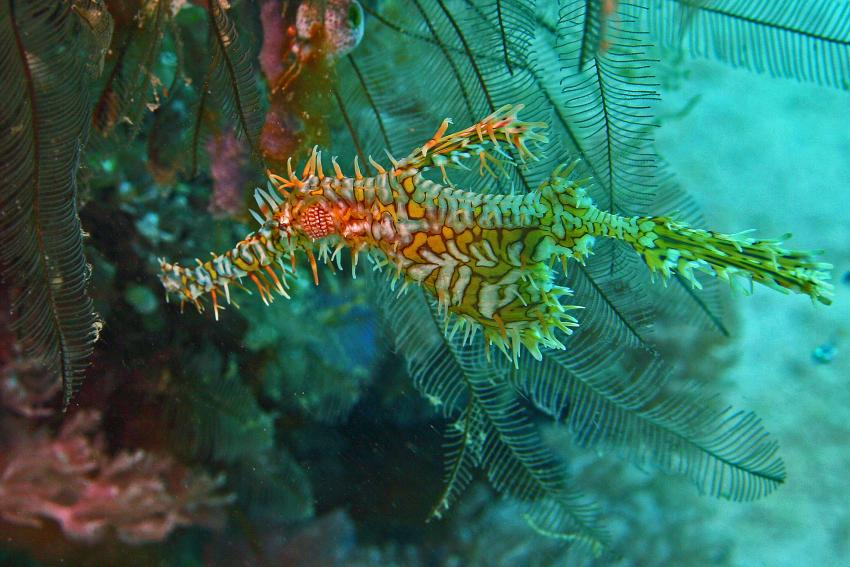 Pulau(= Insel) Sahaung (Bangka Archipel), Pulau Sahaung,Indonesien,Harlekin-Schmuck-Geisterpfeifenfisch (Solenostomus paradoxus)