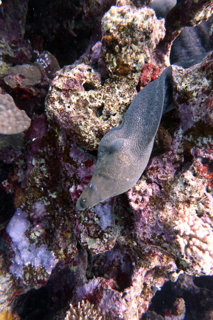 Ducks Diving Quesier at Rohanou Beach Resort, Ägypten, El Quseir bis Port Ghalib