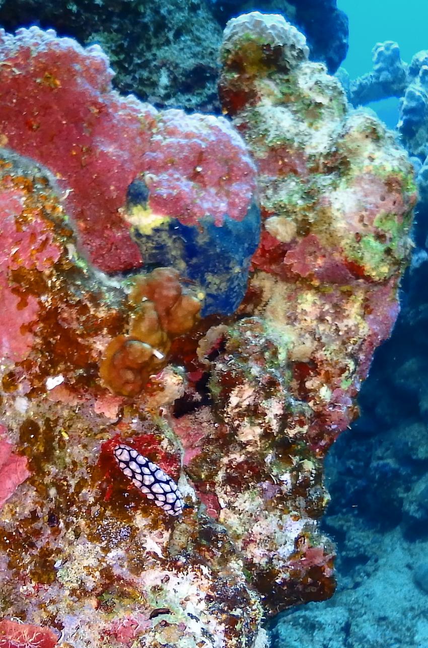 mehr Nudibranchier...., Ducks Superior Marsa Alam, Ägypten, Marsa Alam und südlich