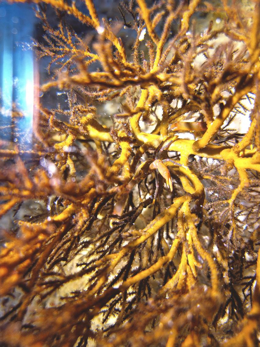 find the crab II, DivePoint Rannalhi, Malediven