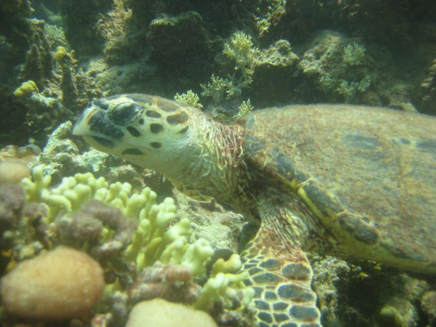 Extra Divers - Equinox, Marsa Alam, Ägypten, Marsa Alam und südlich