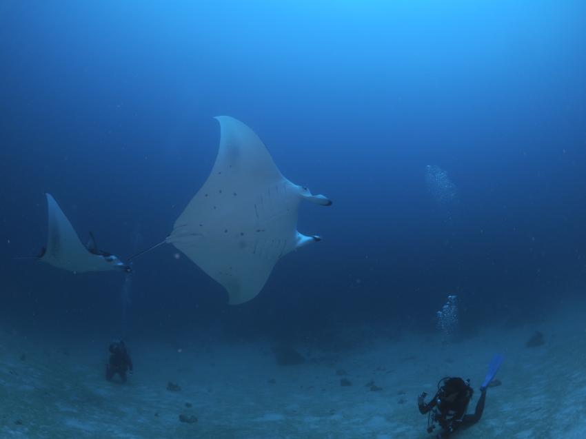 Euro-Divers LUX* South Ari Atoll, Malediven
