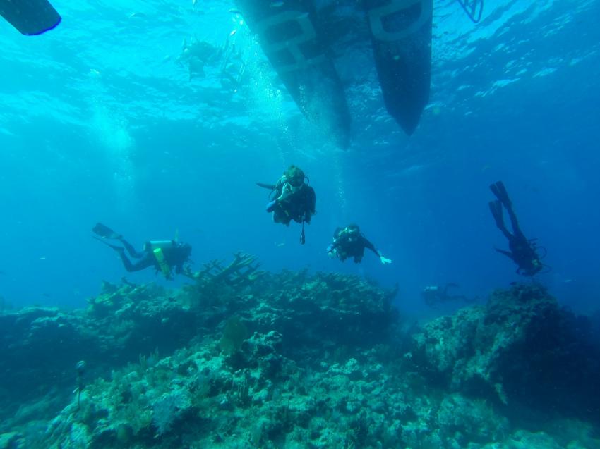 French Reef - Key Largo, USA, Reef Tauchgänge, Sons of Poseidon, Key Largo, USA, Florida