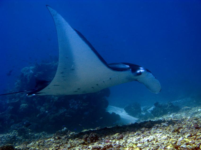 Komodotrip auf der Duyung Baru!, Orca Dive Club Labuan Bajo Flores,Allgemein,Indonesien,Manta