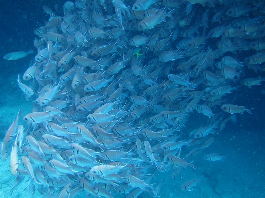 Fischschwarm, Tauchersuchbild, Eco Dive School Cabo Verde, Sal, Kap Verde