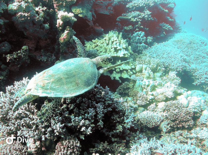 Wonderful Dive, Rohanou Resort, El Qusier, Ägypten, El Quseir bis Port Ghalib