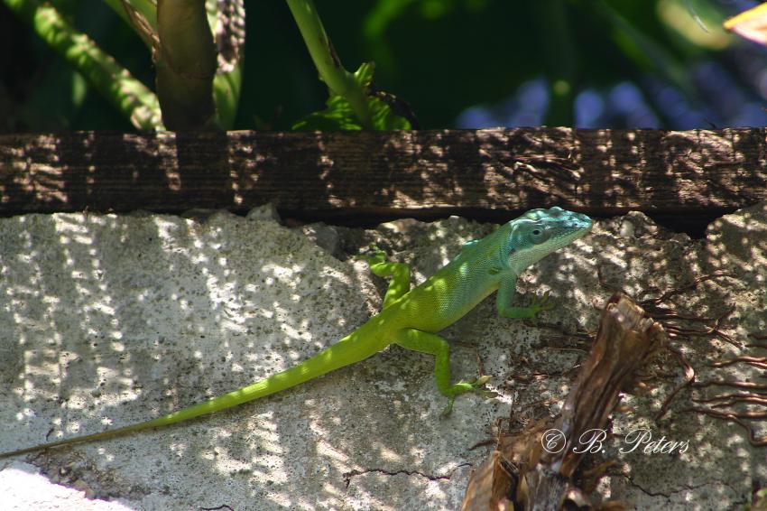 Bahia Naranjo, Bahia Naranjo,Kuba,Eidechse,Gecko