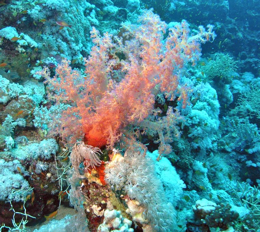 Safaga 01/2011 Teil 3, Safaga - allgemein,Ägypten