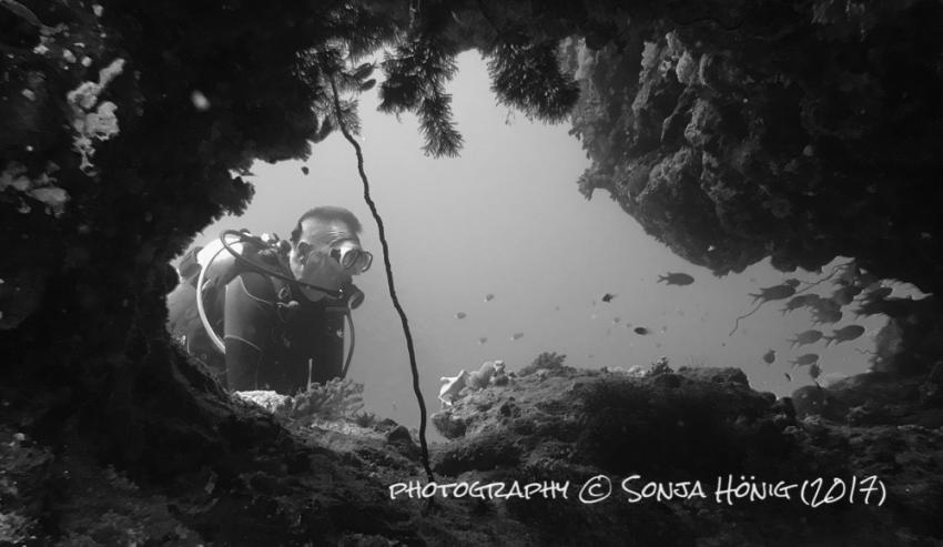 Weichkorallen, diving.de abu dabab, diving.DE Abu Dabab, El Malikia Resort, Ägypten, Marsa Alam und südlich