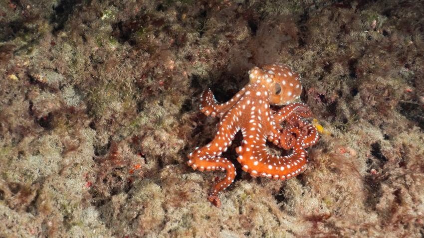 Octopus, Zeus Dive Center, Playa del Ingles, Gran Canaria, Spanien, Kanaren (Kanarische Inseln)