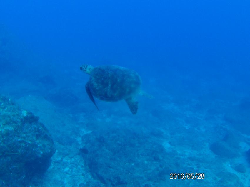 Sea Urchin, Flic en Flac, Mauritius