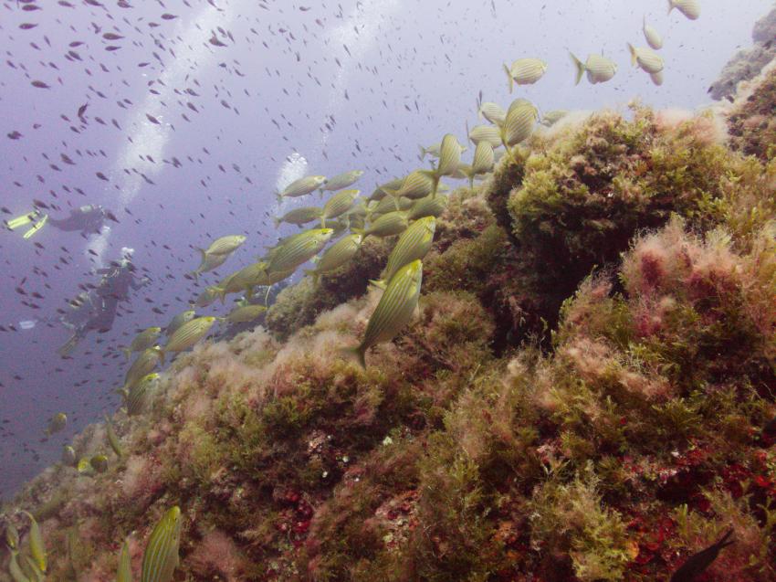 Mallorca Diving Adventure, Puerto de Andratx, Spanien, Balearen