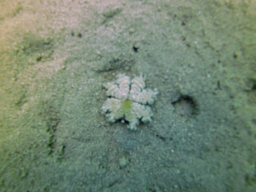 PANORAMA Guesthouse & Restaurant, Safaga, Ägypten, Safaga