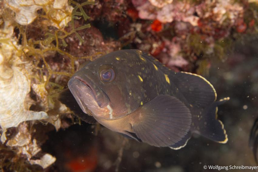 Punta Diving, Betina, Kroatien