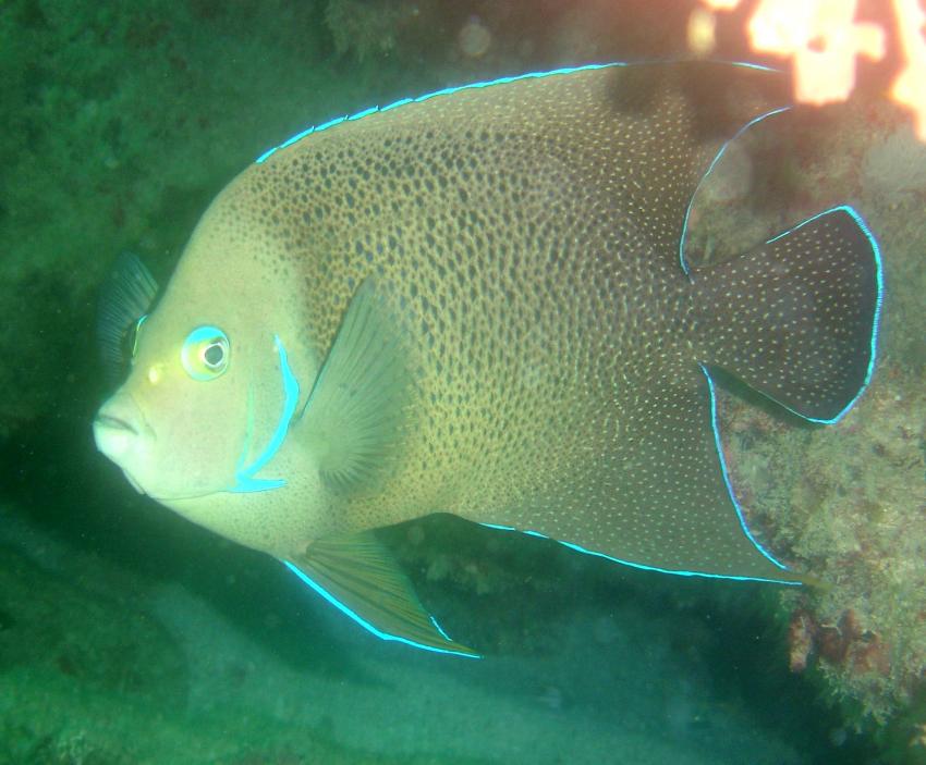 Mahe,Beau Vallon -Ocean Dream Divers, Mahé,Seychellen