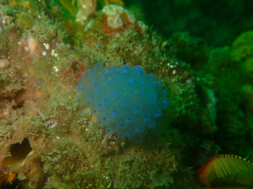 dieses Blau, Cape Town Dive Centre, Glencairn, Südafrika