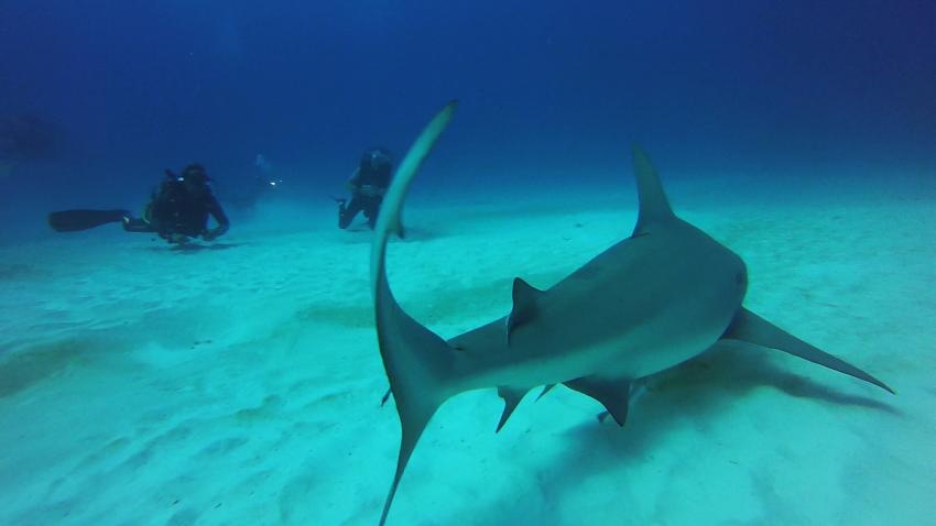 Tauchen mit Bullenhaien, Pro Dive Mexico, Dreams Puerto Aventuras & Spa, Mexiko