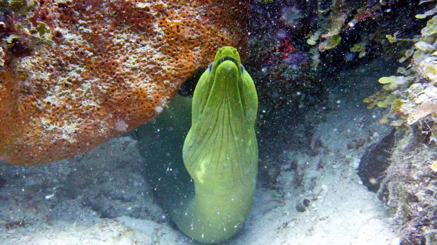 Grüne Muräne, Dressel Divers Club, Bayahibe, Dominikanische Republik