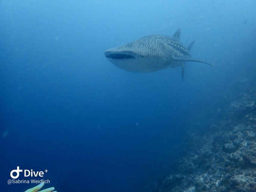 Shamar Divers Maamigili, Malediven