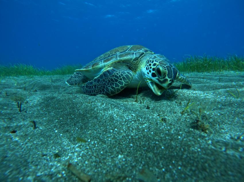 unsere grünen Meeresschildkröten, Zeus Dive Center Teneriffa, Spanien, Kanaren (Kanarische Inseln)