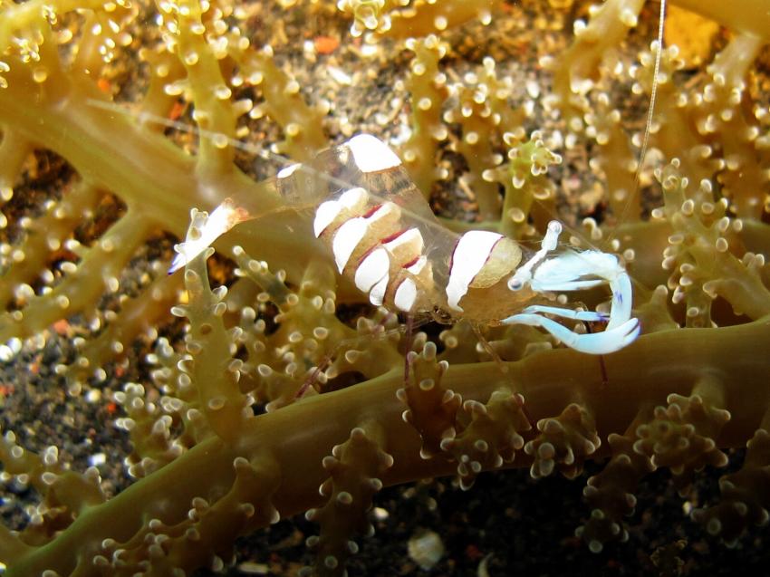 north bali dive center, Bali,Indonesien,Garnele